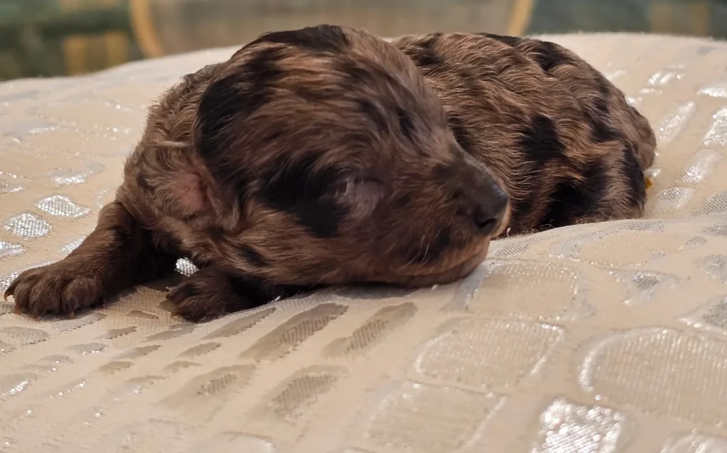 Cachorra Caniche Toy merle descansando sobre una manta
