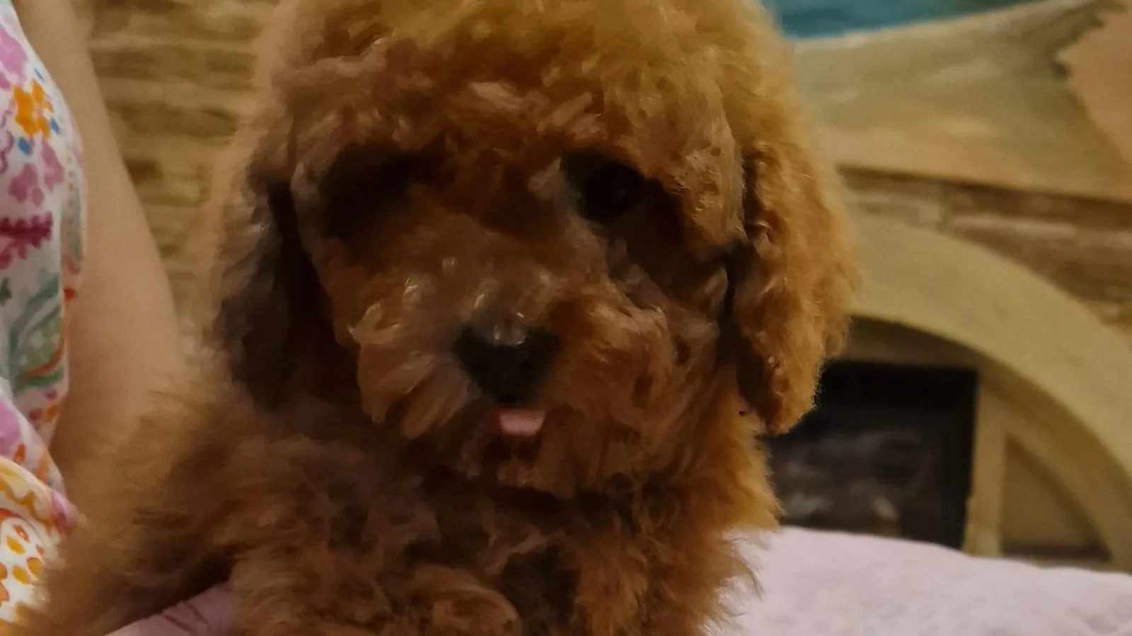 Caniche Toy rojo para próximas camadas en Alhambra Mascotas
