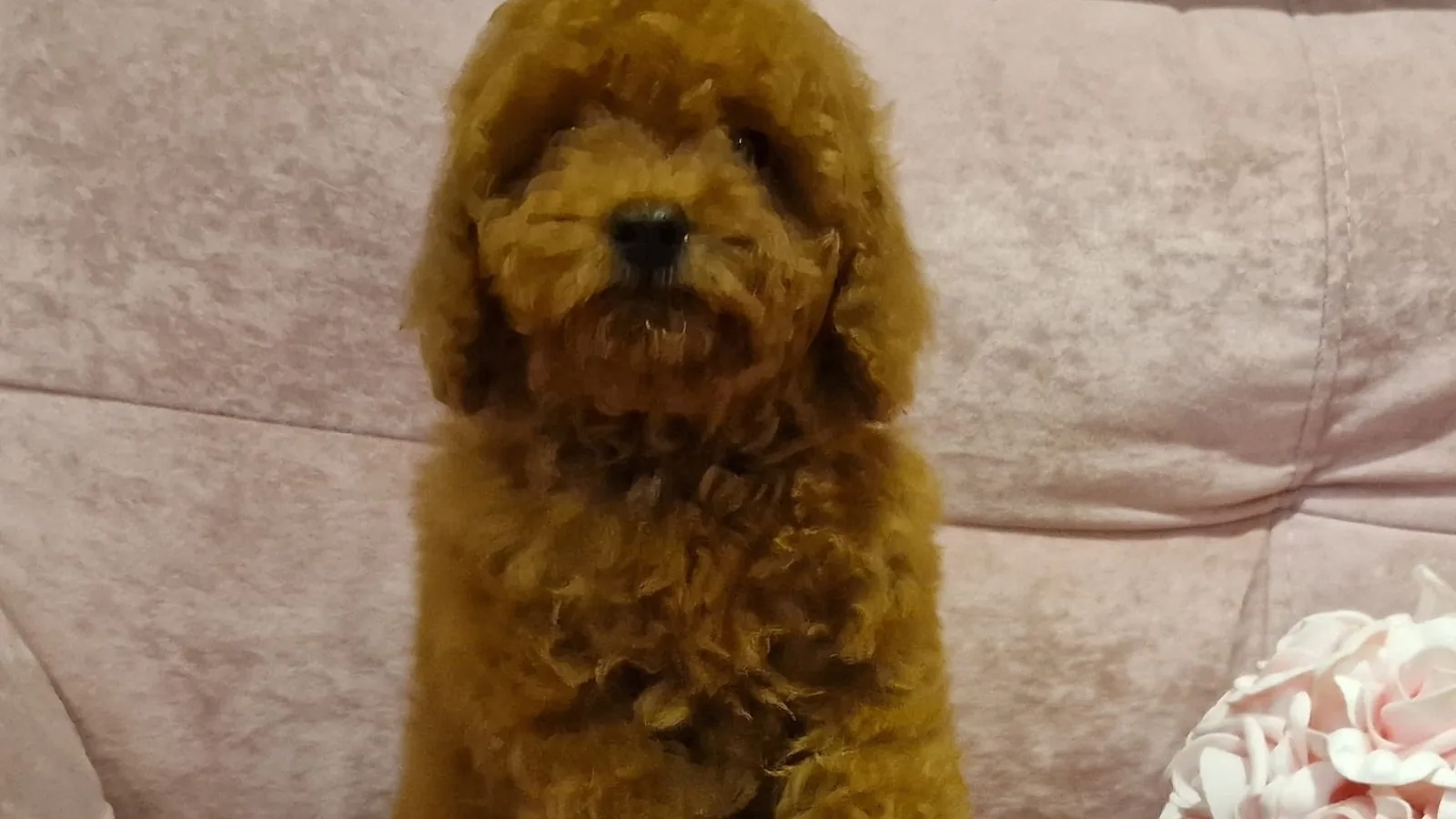 Caniche Toy rojo para próximas camadas en Alhambra Mascotas