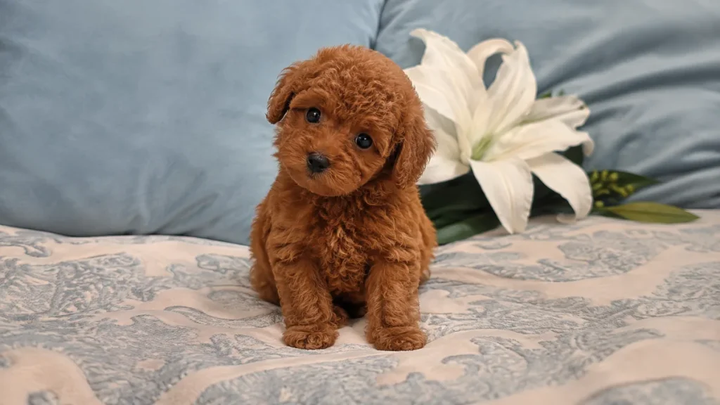 Cachorro de Caniche Toy rojo de Alhambra Mascotas
