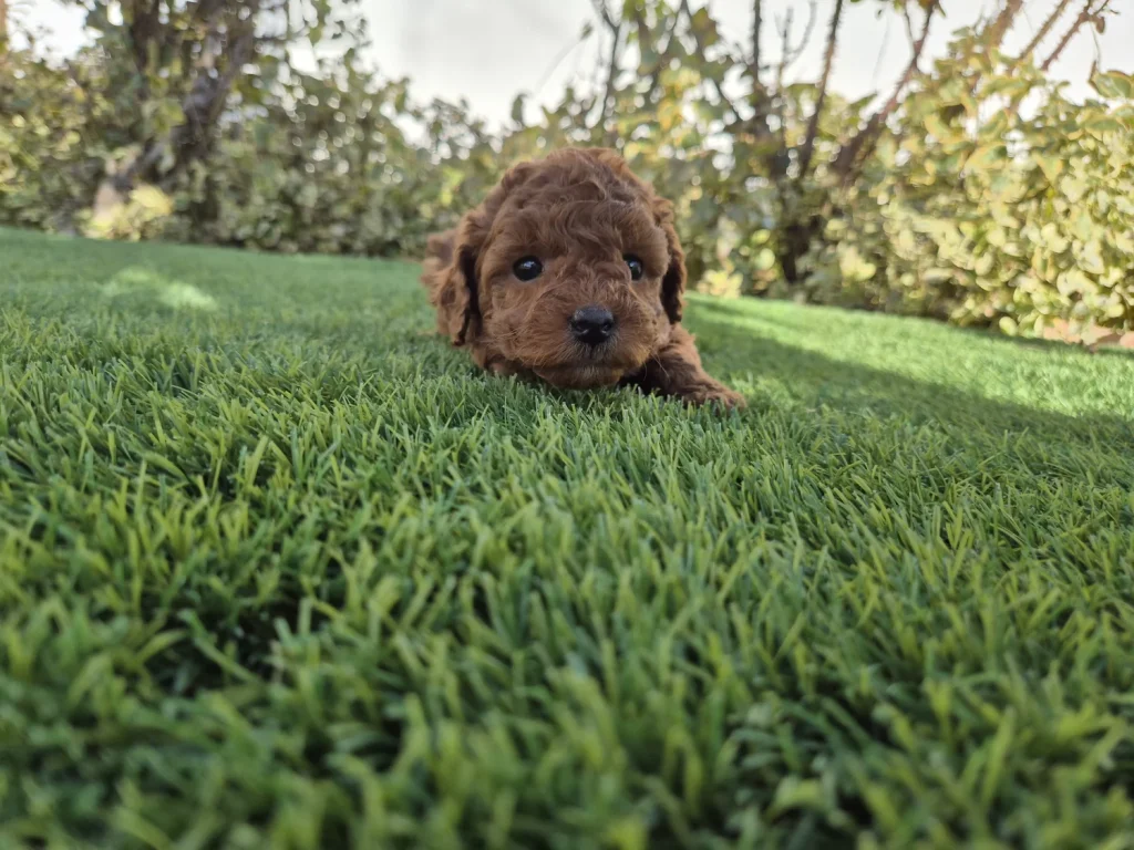 Cachorro de Caniche Toy rojo para familias de Castilla-La Mancha