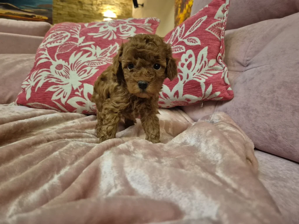 Cachorro de Caniche Toy para familias de Almería criado en Alhambra Mascotas