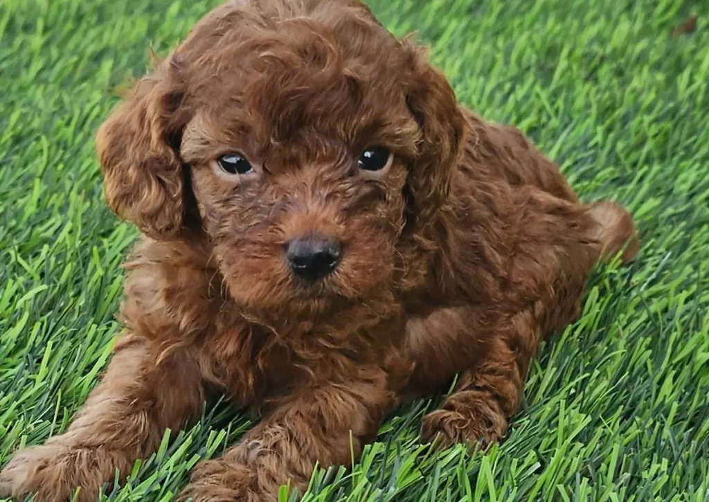 Cachorro de Caniche Toy para familias de Sevilla criado en Alhambra Mascotas