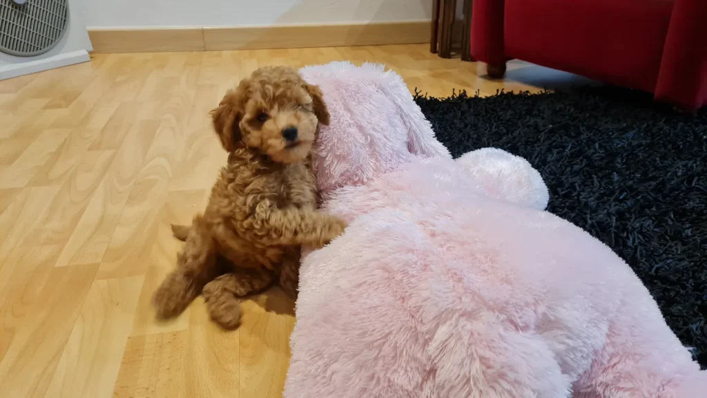 Caniche Toy de criadero familiar para familias de la Comunidad Valenciana