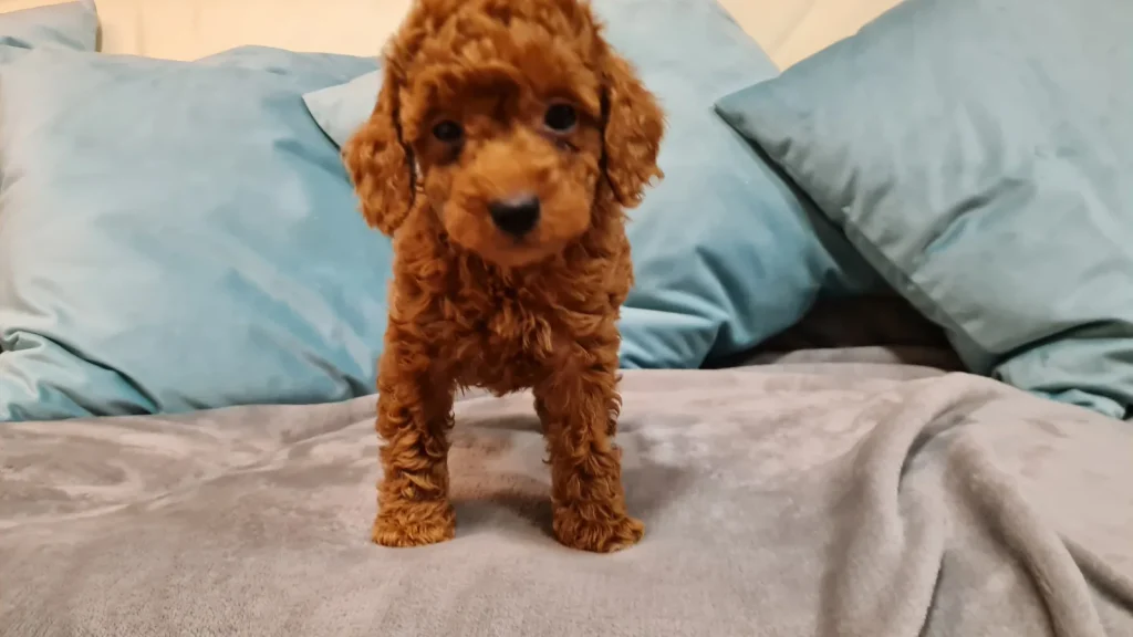 Caniche Toy de criadero familiar para familias de Castellón