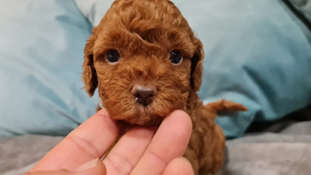 Caniche Toy de criadero familiar para familias de Valencia