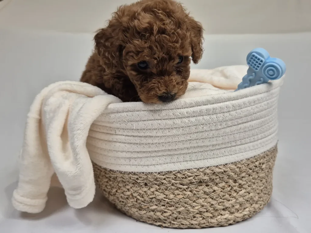 Cachorro de Caniche Toy para familias de la Comunidad Valenciana