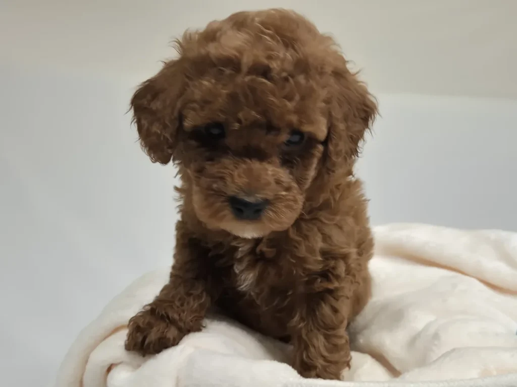 Cachorro de Caniche Toy para familias de Castellón