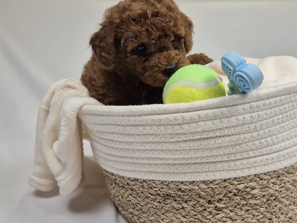 Cachorro de Caniche Toy para familias de Valencia