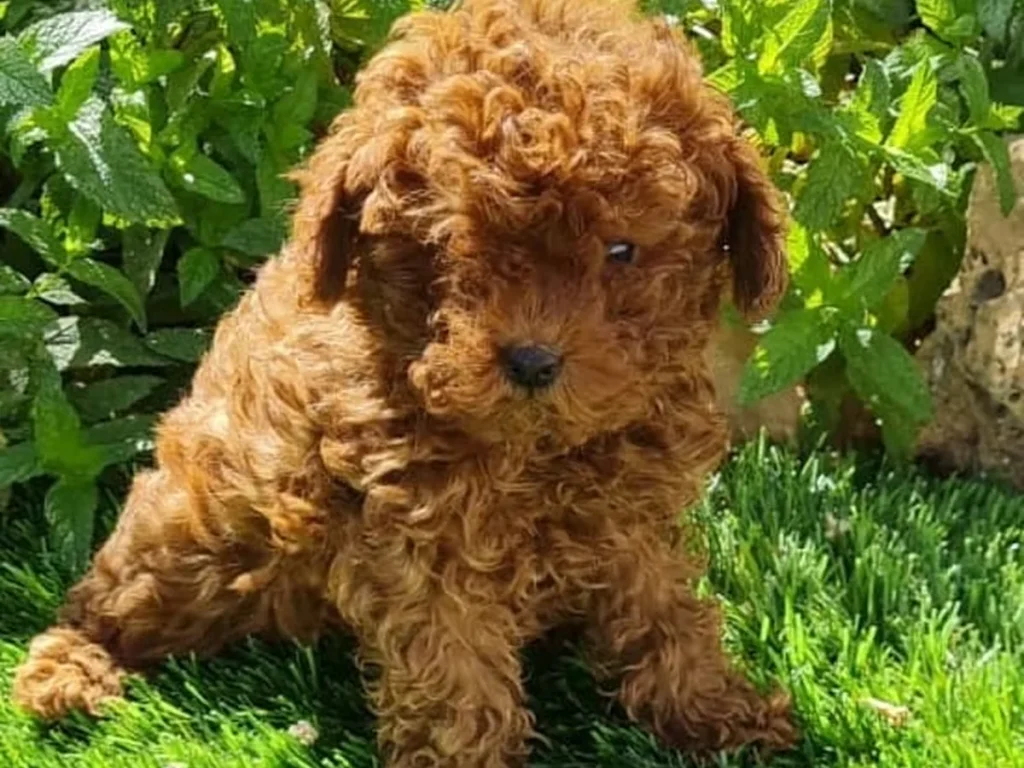 Cachorro de Caniche Toy para familias de Extremadura