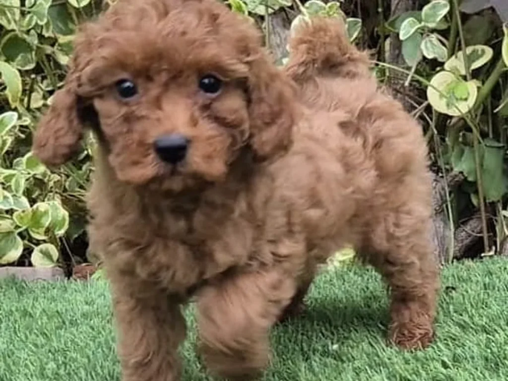 Cachorro de Caniche Toy para familias de Cáceres