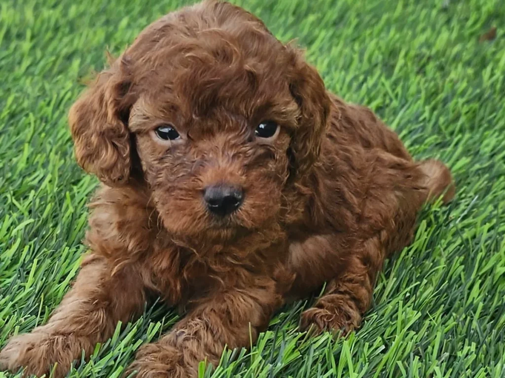 Cachorro de Caniche Toy para familias de Badajoz