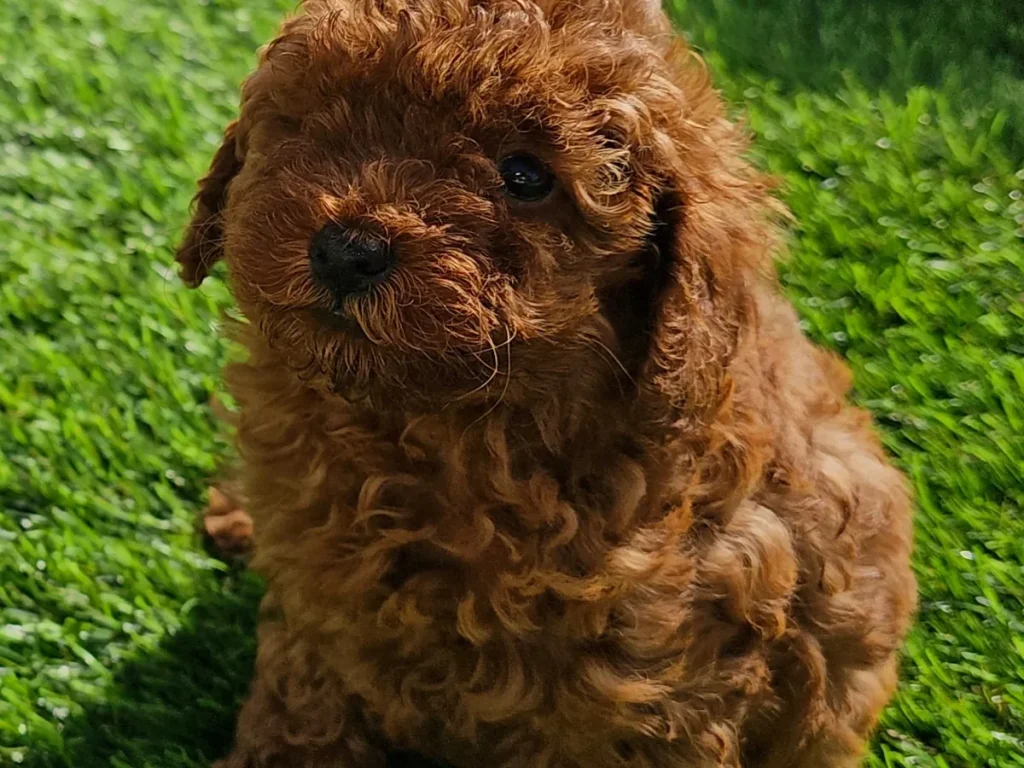 Cachorro de Caniche Toy para familias de Albacete