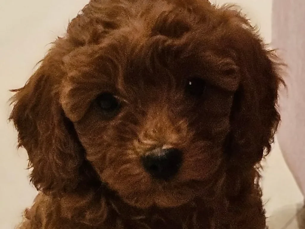 Caniche Toy de criadero familiar para familias de Marbella