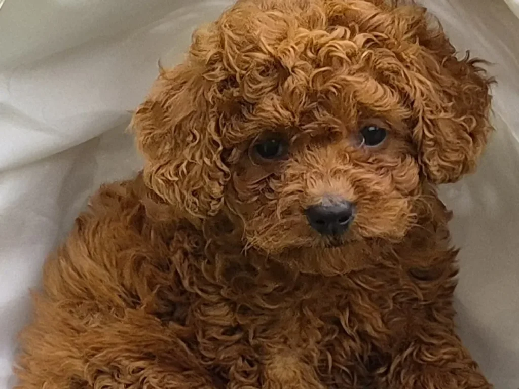 Cachorro de Caniche Toy para familias de Málaga