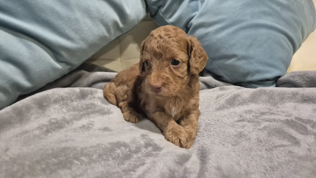 Leo, pequeño cachorro de Caniche Toy rojo