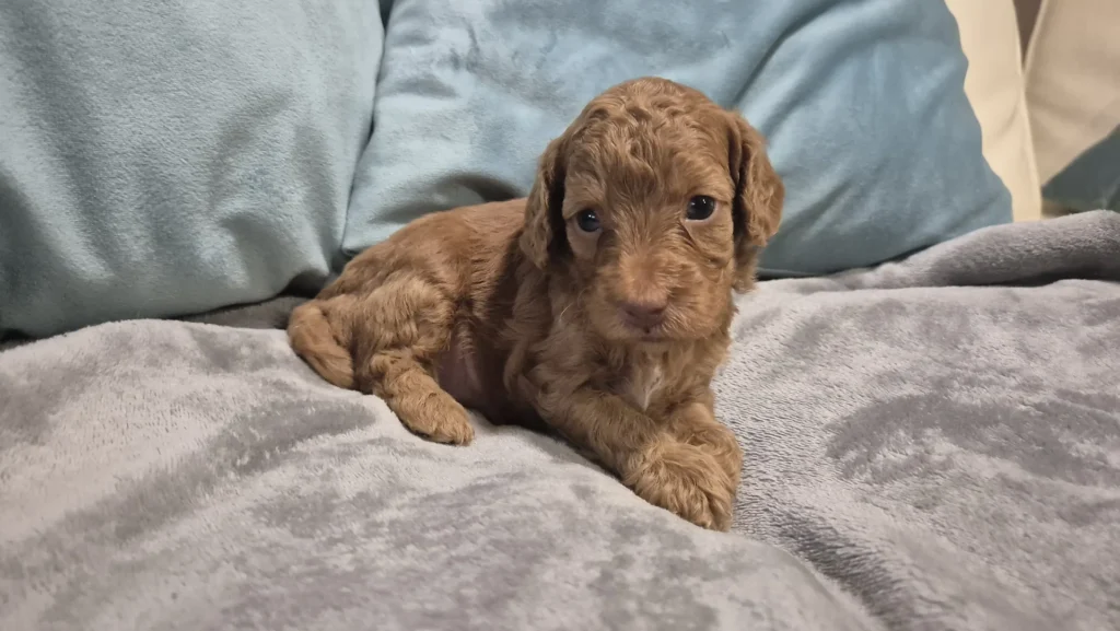 Leo, cachorro de Caniche Toy rojo sobre una manta
