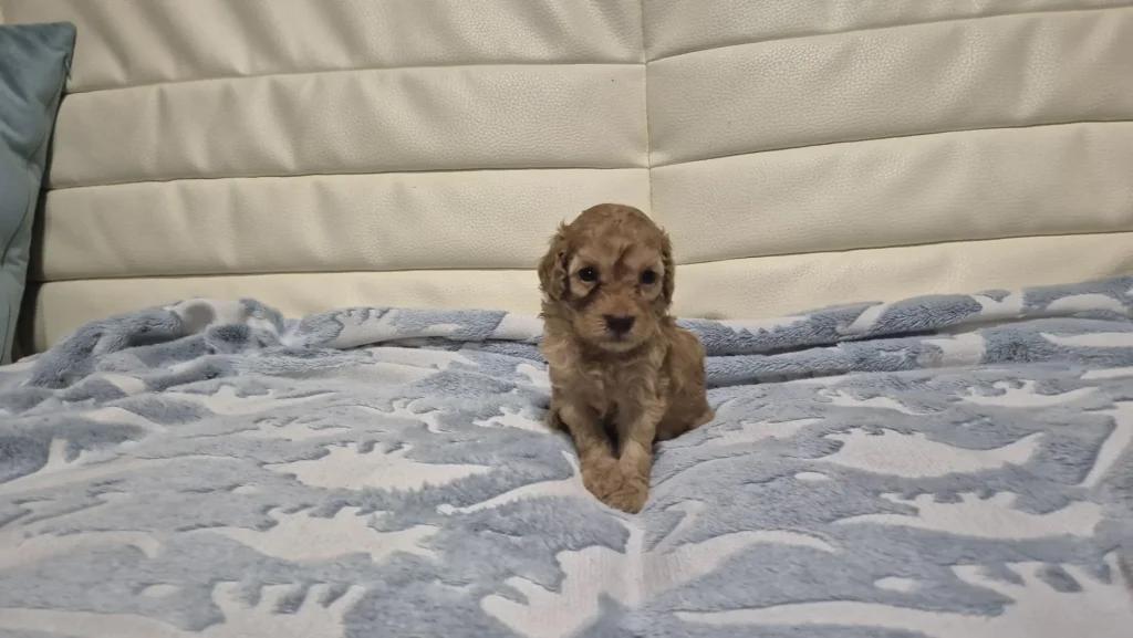 Lía, cachorra roja de Caniche Toy