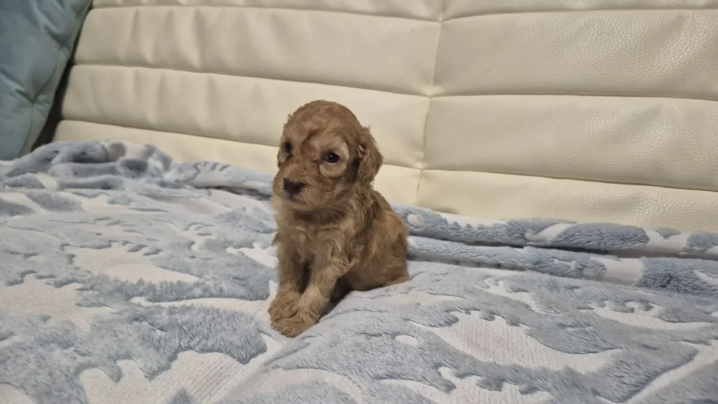 Lía sentada, cachorra de Caniche Toy roja