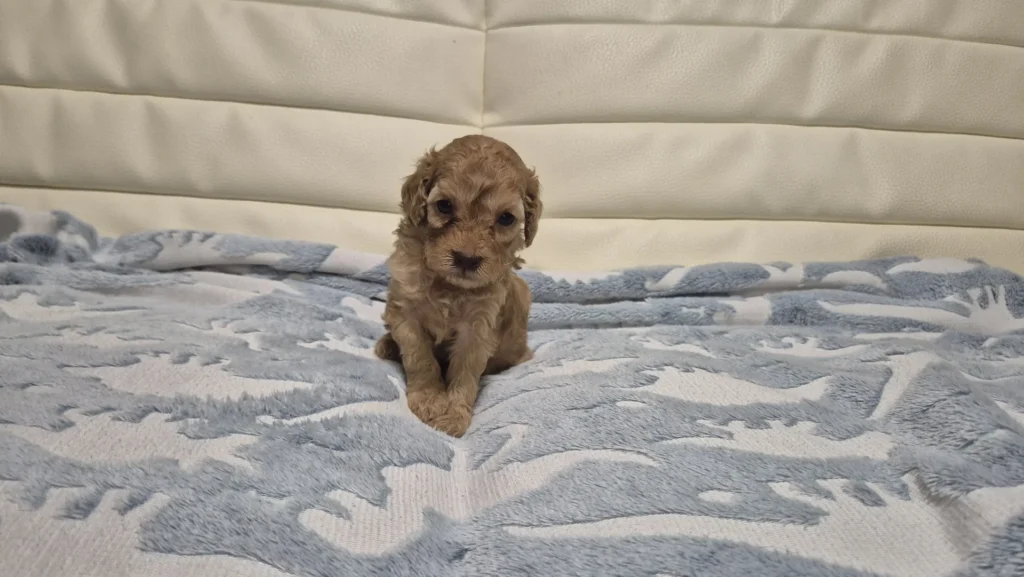 Lía, pequeña cachorra de Caniche Toy