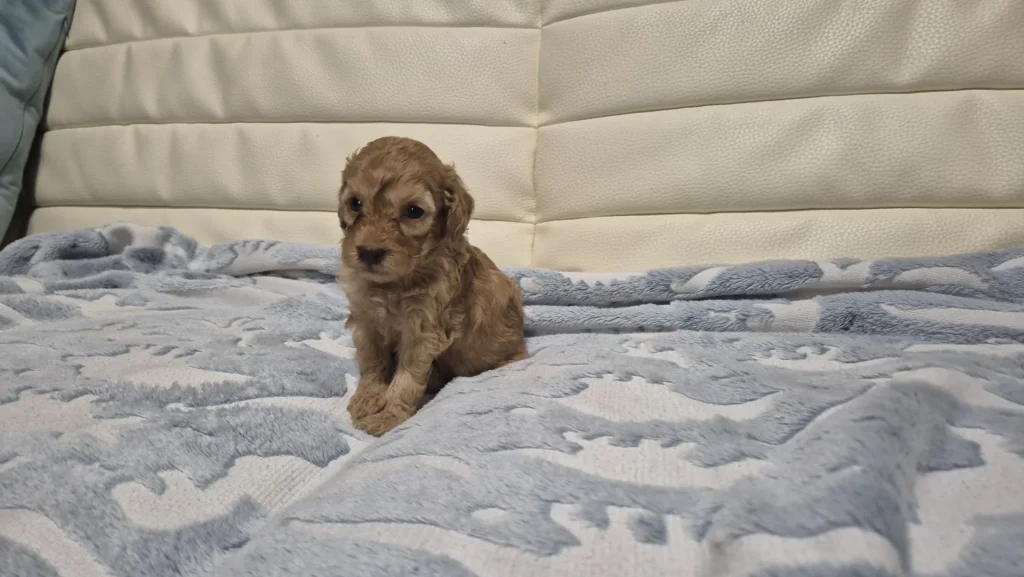Lía, hembra de Caniche Toy roja sentada