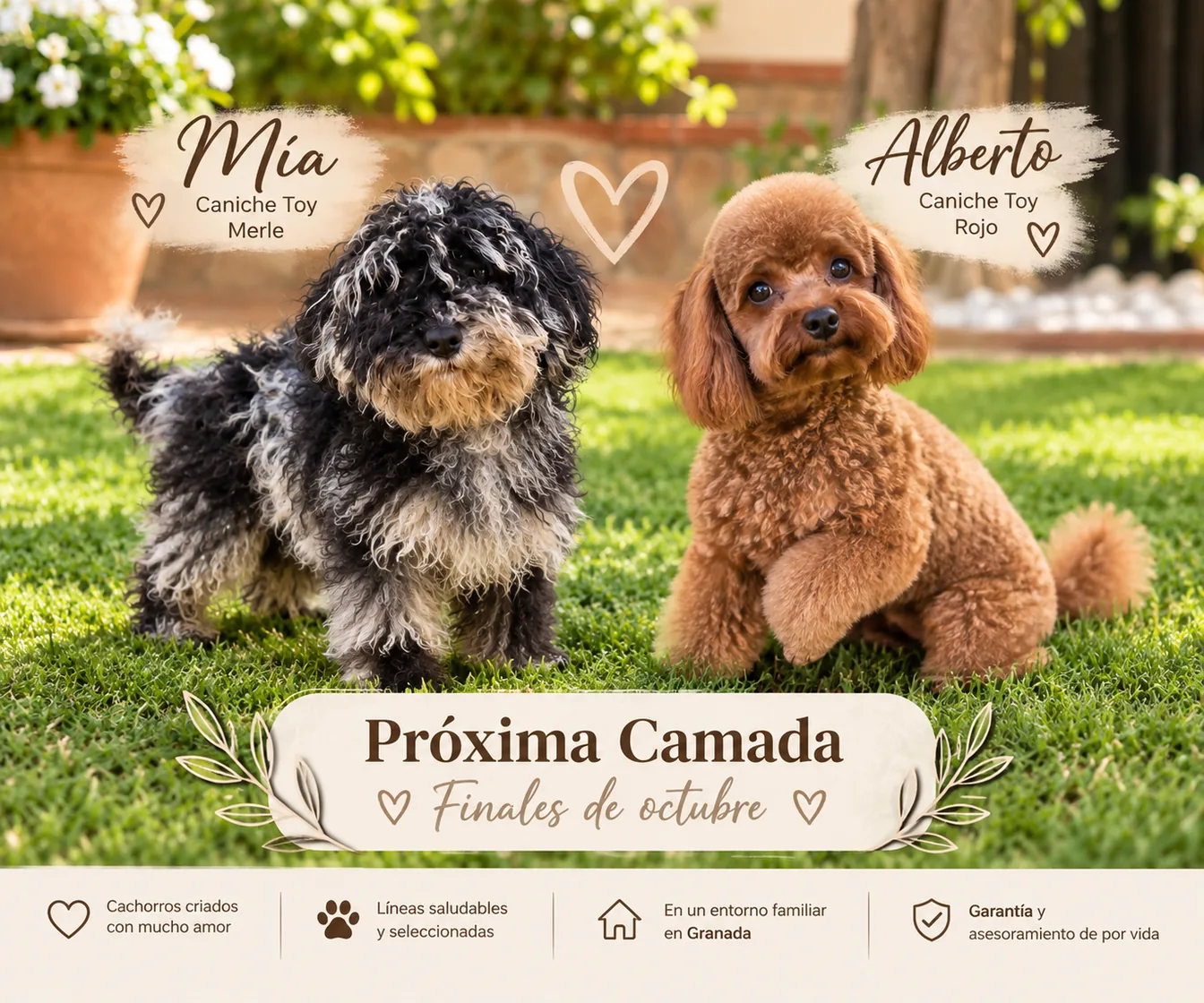 Próxima camada de Caniche Toy de Mía merle y Alberto rojo en Alhambra Mascotas