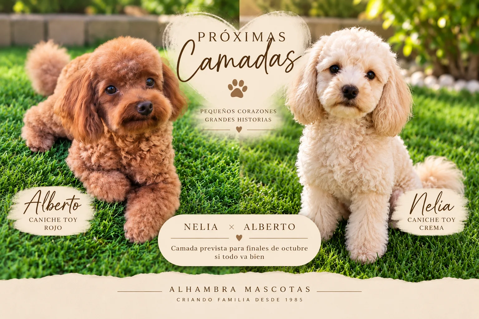 Próxima camada de Caniche Toy de Nelia y Alberto en Alhambra Mascotas