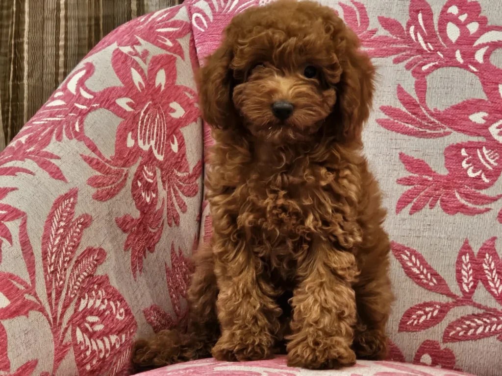 Tano, cachorro de caniche toy rojo macho