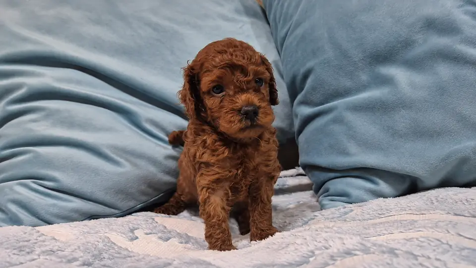 Cachorro de Caniche Toy rojo sentado entre cojines azules