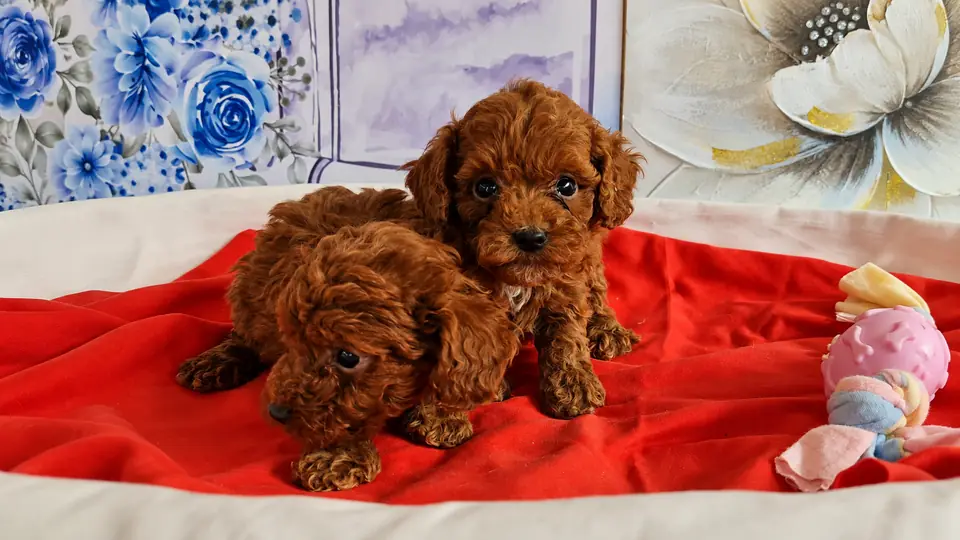 Dos cachorros de Caniche Toy rojos sobre una manta roja junto a un juguete