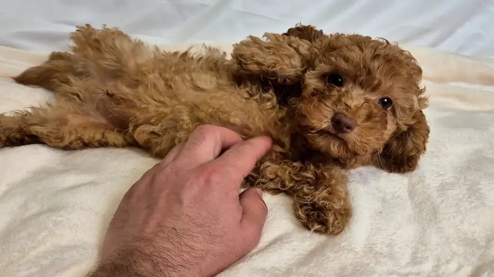 Cachorro de Caniche Toy tumbado sobre una manta mientras recibe caricias