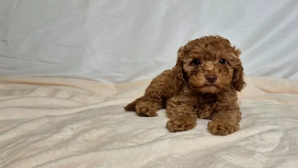 Cachorro de Caniche Toy de pelo rizado mirando al frente sobre una manta clara