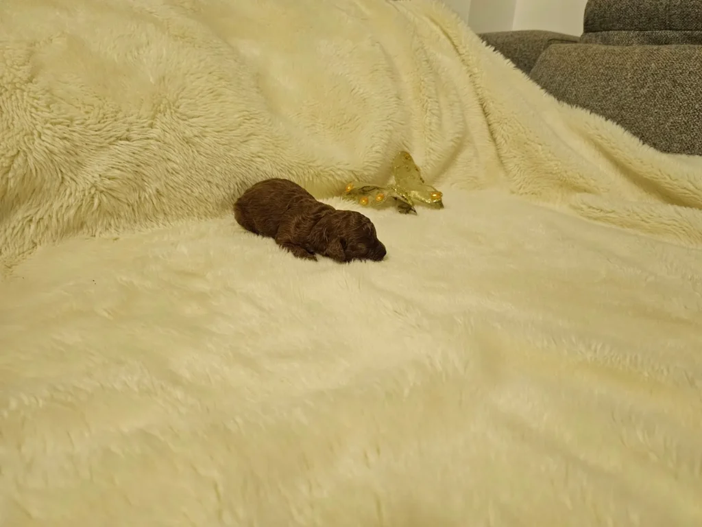 Ian, cachorro recién nacido de Caniche Toy rojo, acostado de lado sobre una manta