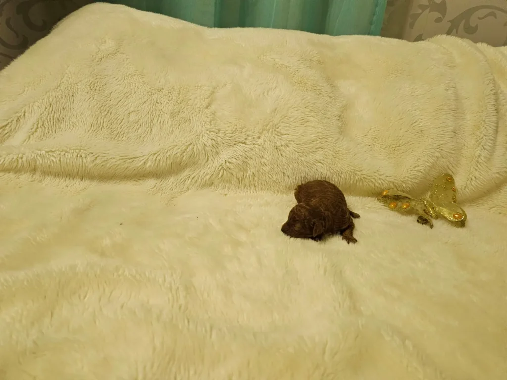 Ian, cachorro macho de Caniche Toy rojo recién nacido, junto a una mariposa decorativa