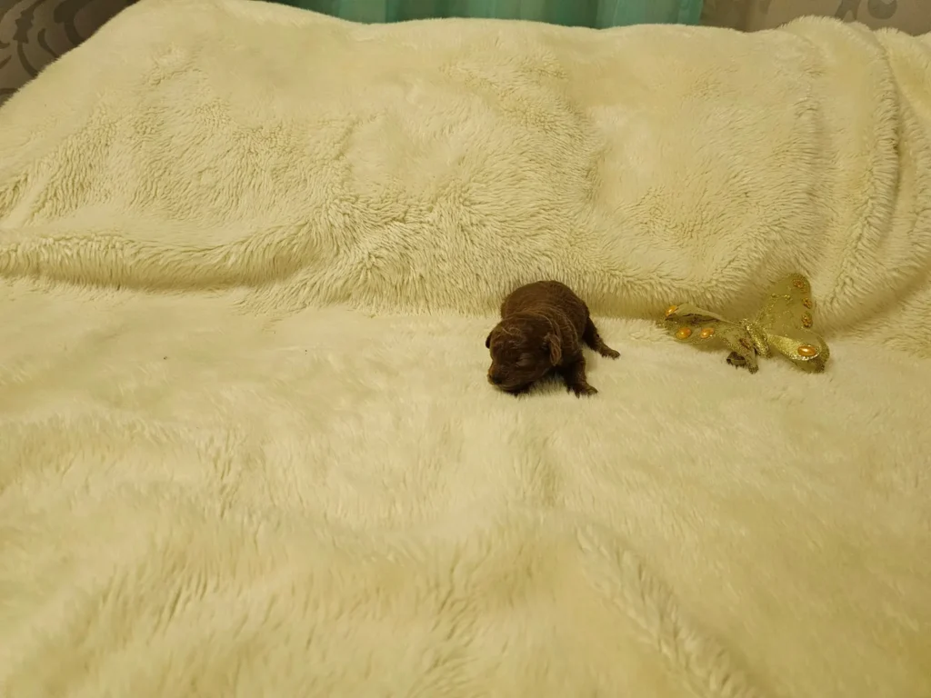 Ian, cachorro de Caniche Toy rojo recién nacido, visto de perfil sobre una manta