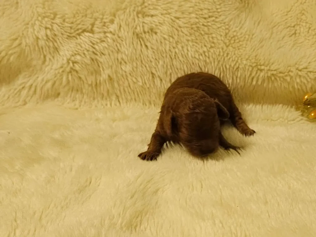Primer plano de Ian, cachorro macho de Caniche Toy rojo recién nacido