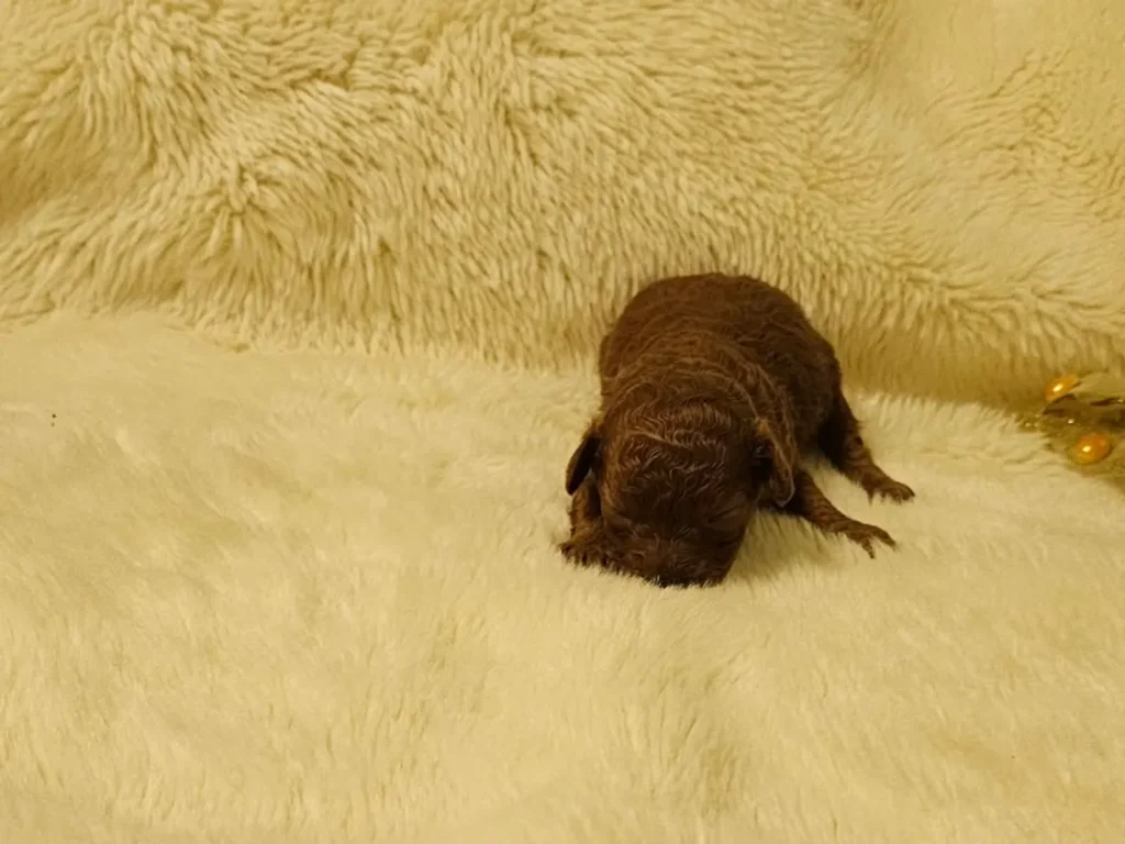 Ian, cachorro macho de Caniche Toy rojo recién nacido, visto de frente sobre una manta