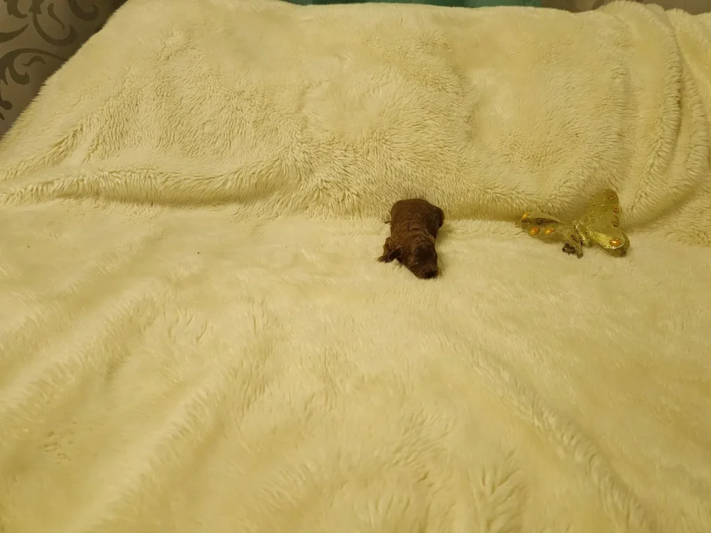 Iara, cachorra recién nacida de Caniche Toy roja, acostada sobre una manta