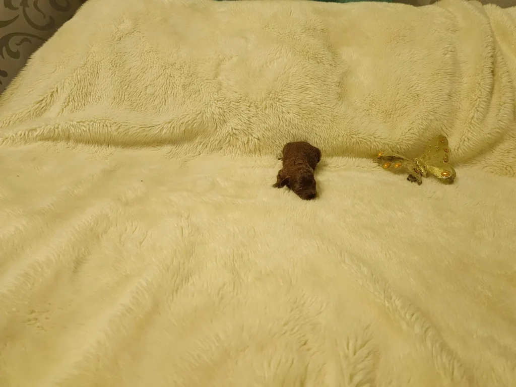 Iara, cachorra recién nacida de Caniche Toy roja, avanzando sobre una manta