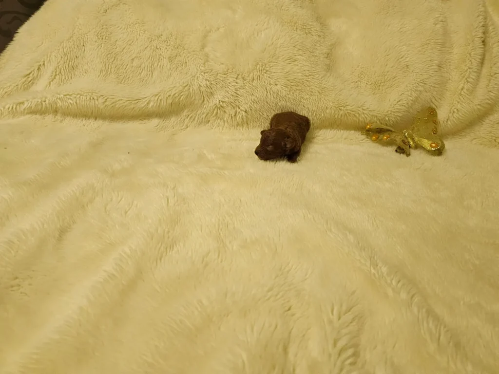 Iara, cachorra hembra de Caniche Toy roja, descansando sobre una manta clara