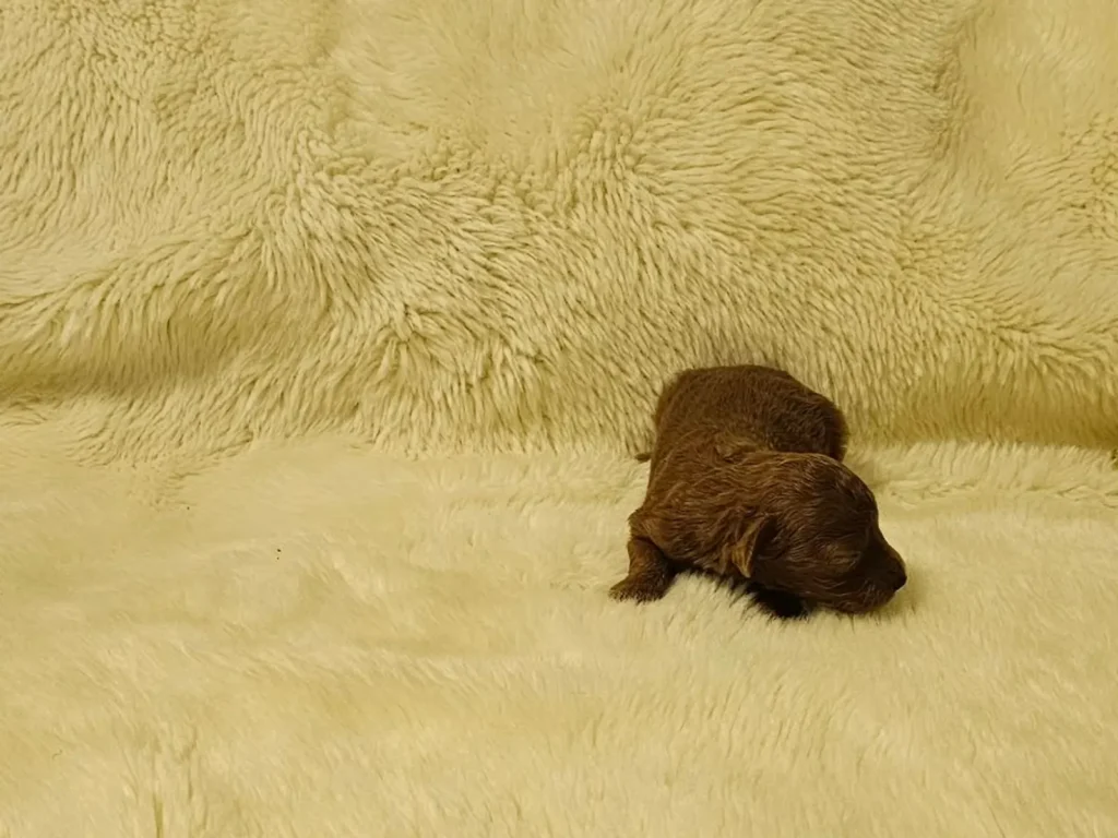 Primer plano de Iara, cachorra de Caniche Toy roja recién nacida, vista de perfil derecho
