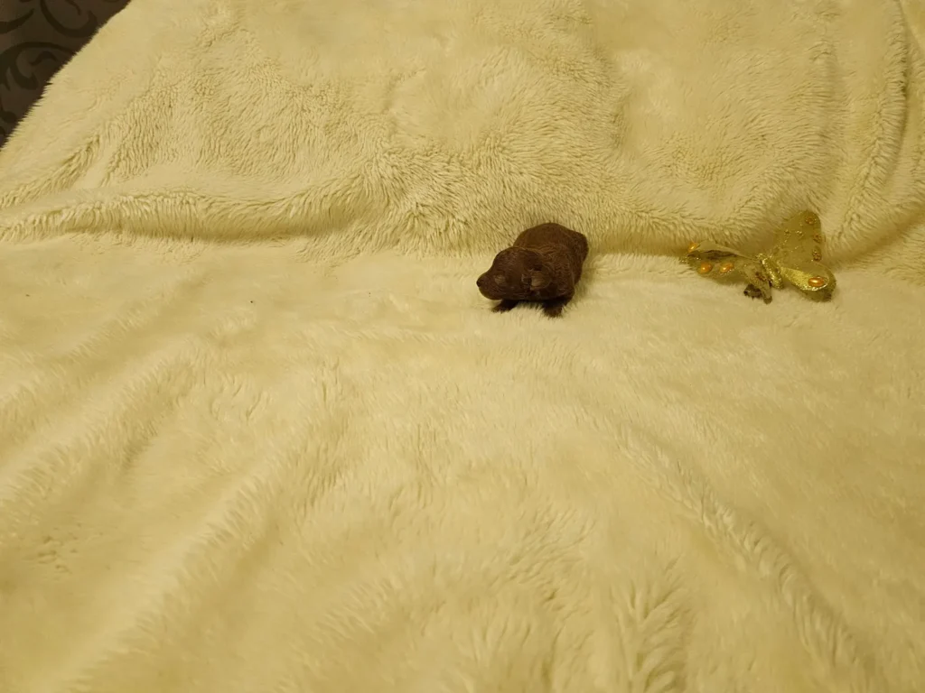 Iara, cachorra de Caniche Toy roja recién nacida, vista de perfil izquierdo