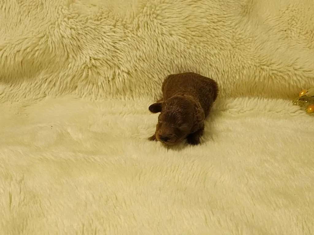 Primer plano de Iara, cachorra hembra de Caniche Toy roja recién nacida