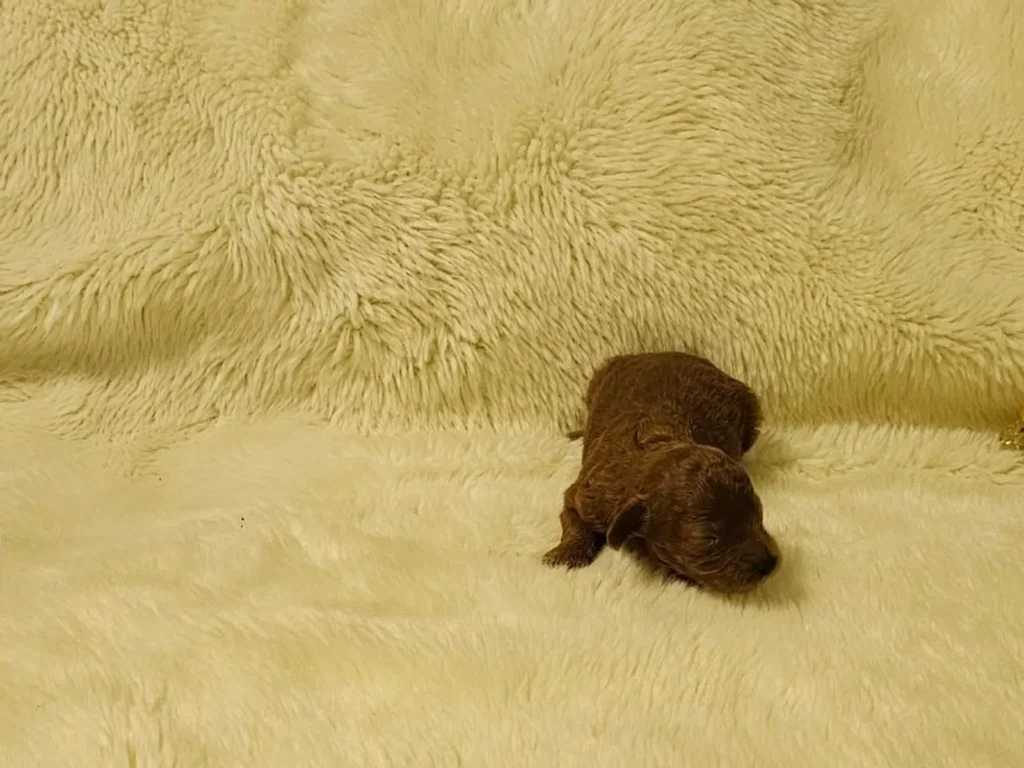 Iara, cachorra hembra de Caniche Toy roja recién nacida, vista de frente sobre una manta
