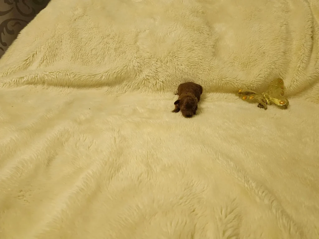Iara, cachorra hembra de Caniche Toy roja recién nacida, en vista frontal
