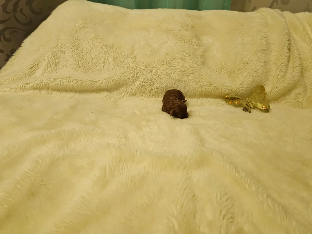 Ilon, cachorro de Caniche Toy rojo recién nacido, visto de perfil derecho