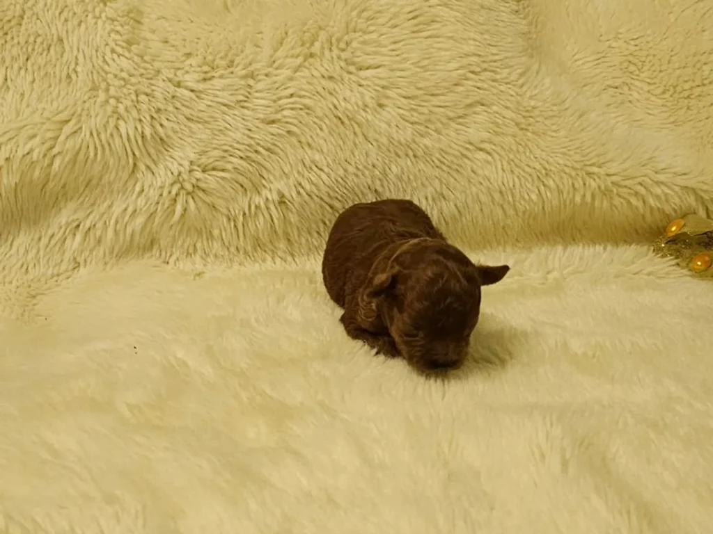 Primer plano de Ilon, cachorro macho de Caniche Toy rojo recién nacido