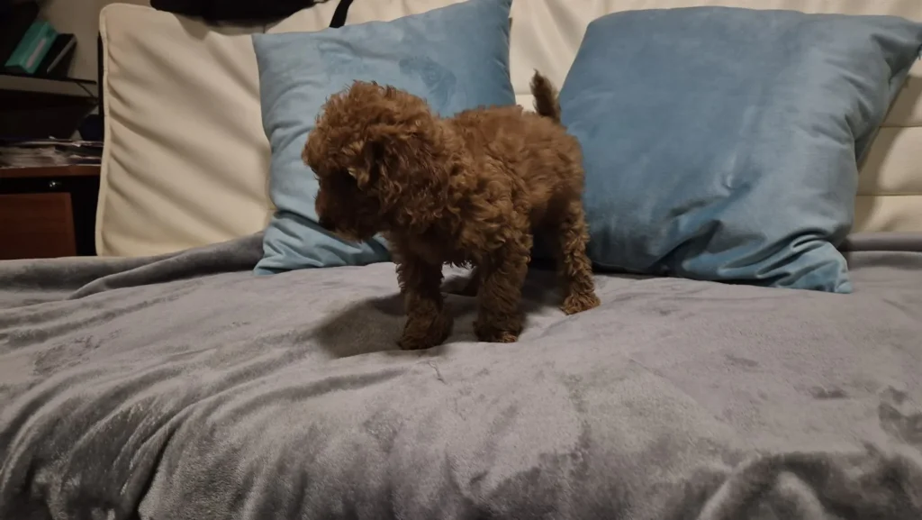 Linsi, hembra de Caniche Toy roja, de perfil