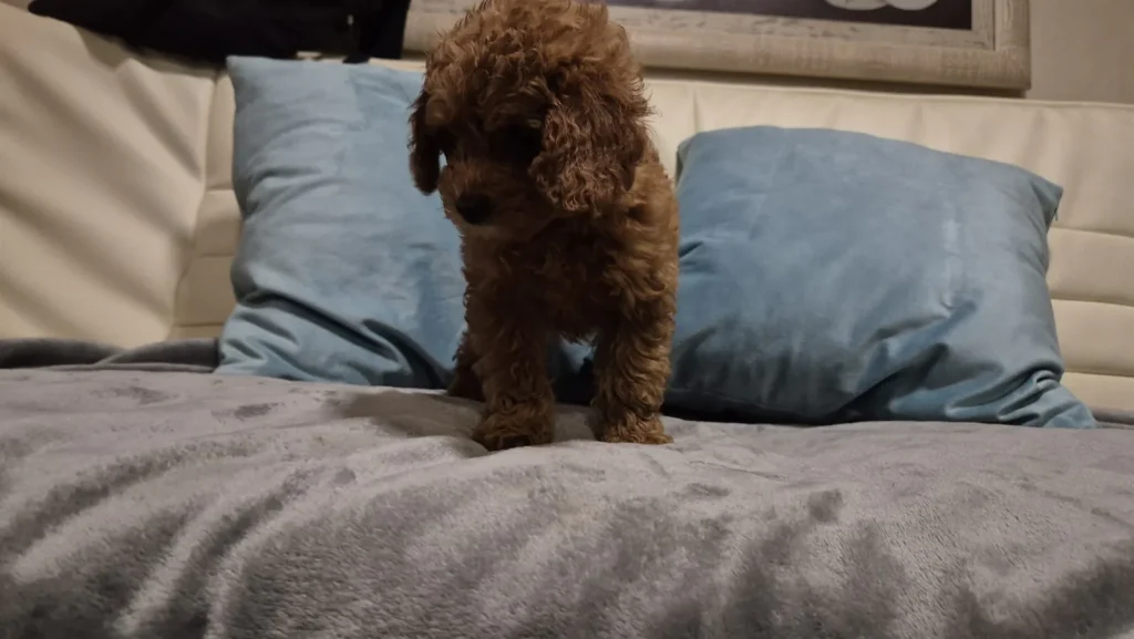 Linsi, cachorra de Caniche Toy roja, de pie en el sofá