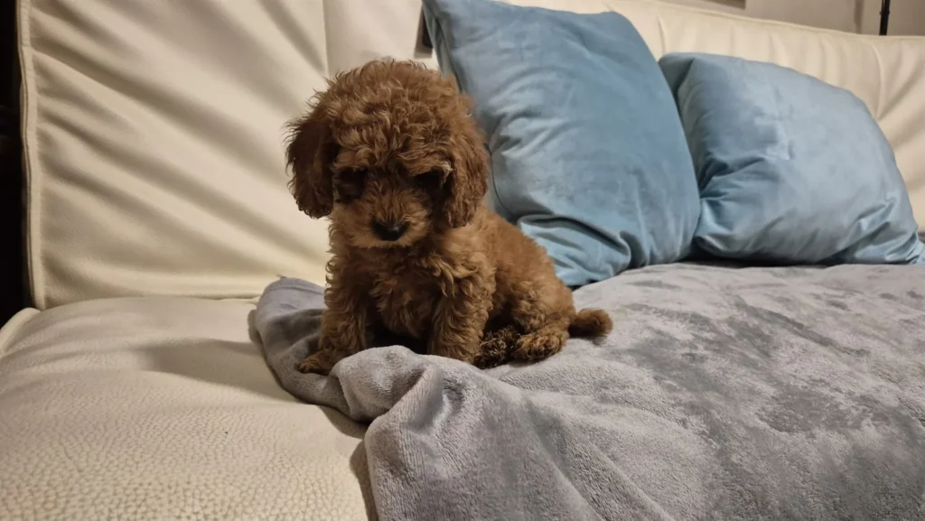 Linsi, cachorra de Caniche Toy roja, sentada sobre una manta